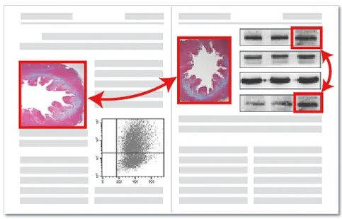 论文图片重复检测示例